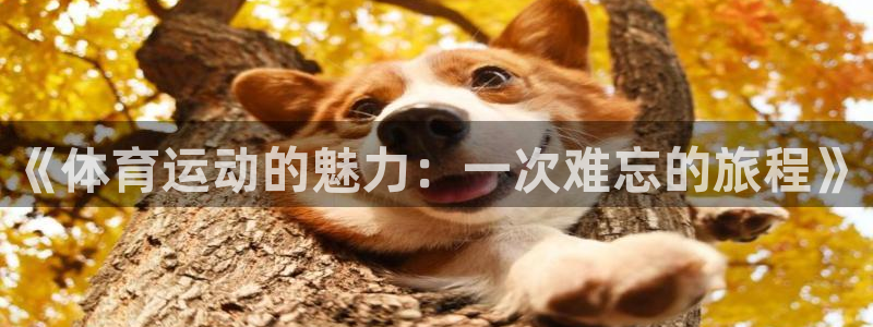 vsport体育官网下载平台假的吗是真的吗:《体育运动的魅力